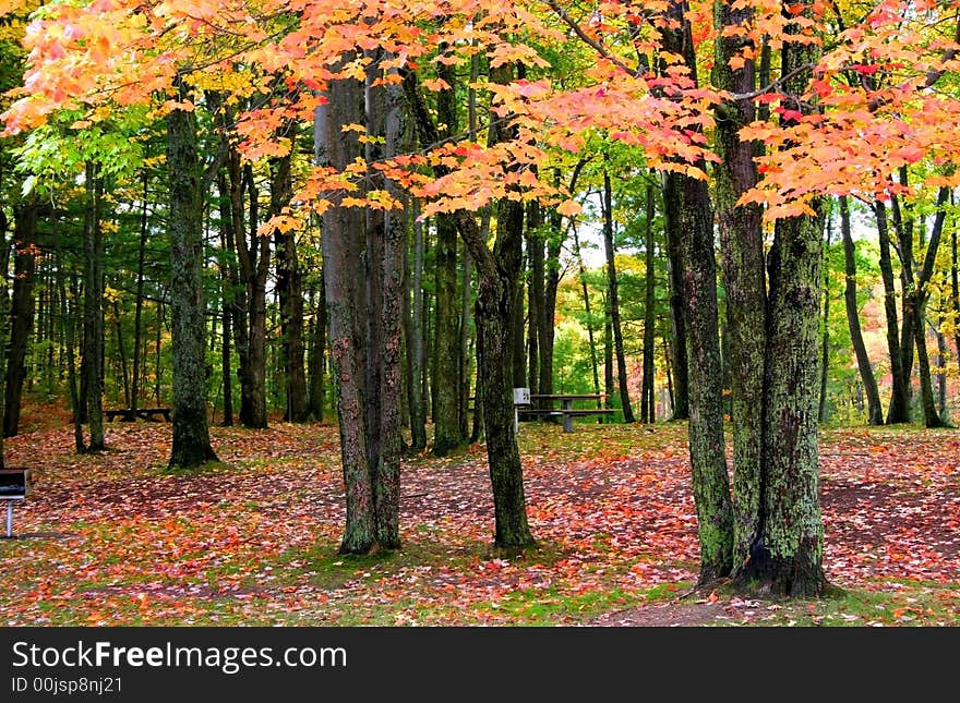 Falleen leaves and colorful trees in the park. Falleen leaves and colorful trees in the park