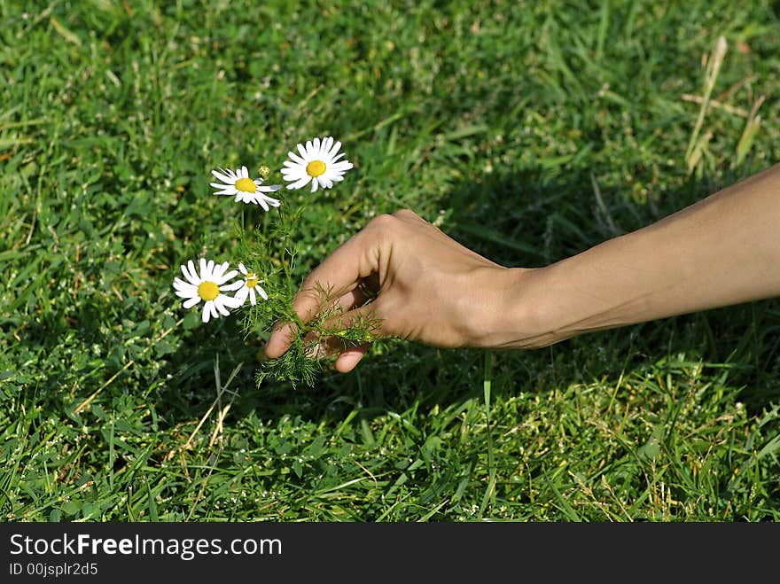 Camomile And Hand