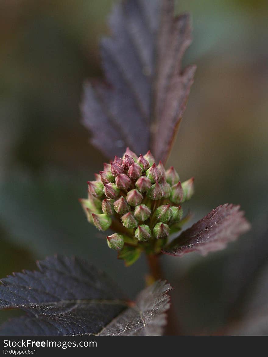 Ninebark bud