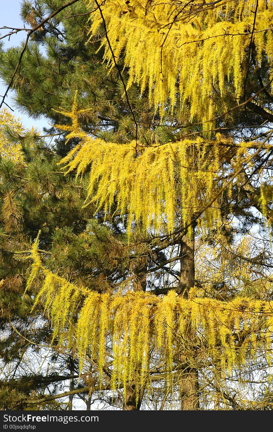 Autumn trees, colourful and beautiful