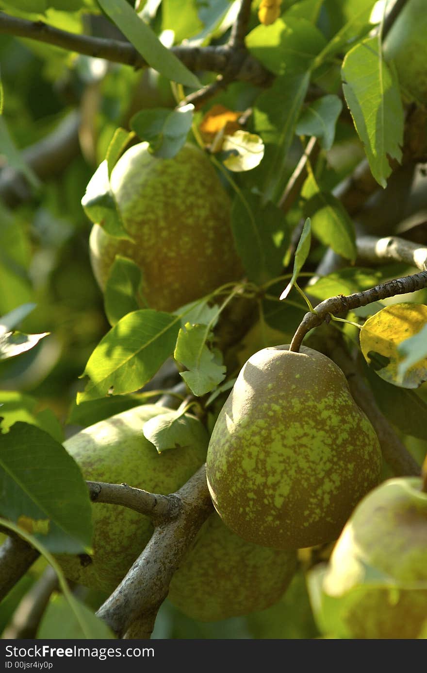 Green Pears