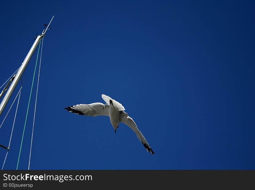 Seagull in a blue sky. Near the mast from the yacht