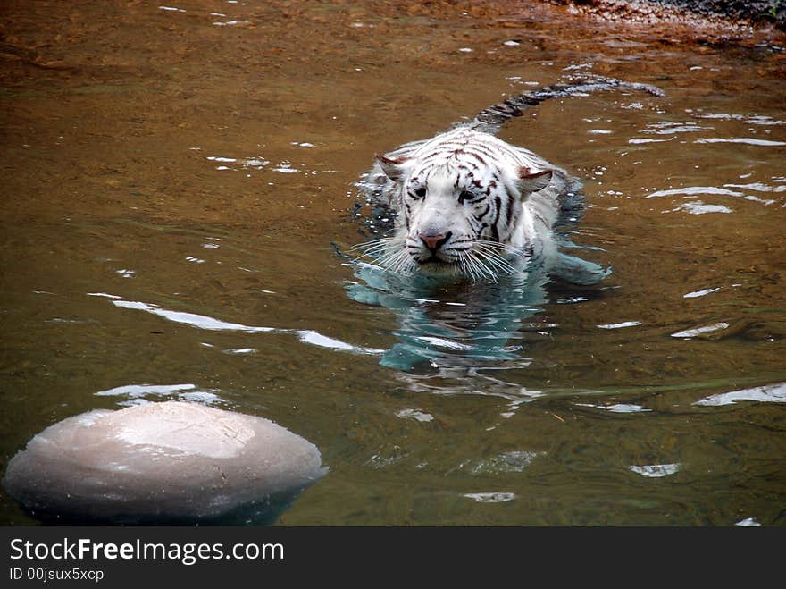 White Tiger Stalking A Ball