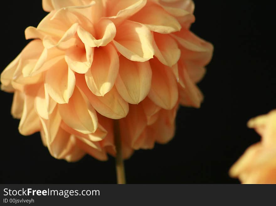 Yellow/Orange Dahlia Flower