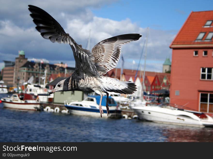 Seagull in a blue sky