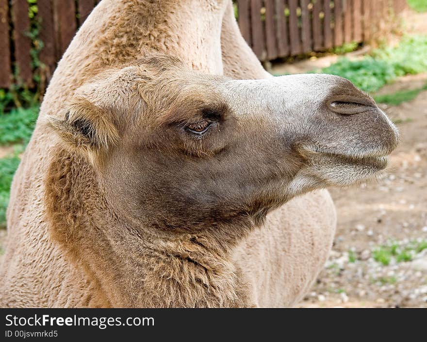 Portrait of nice bactrian camel. Portrait of nice bactrian camel