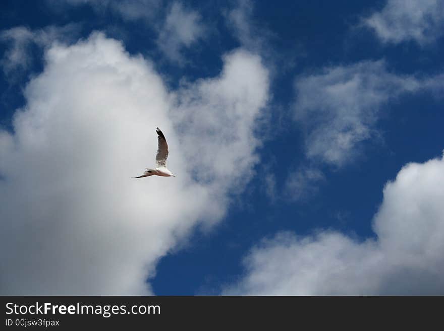 Seagull in a blue cloudy sky. Seagull in a blue cloudy sky