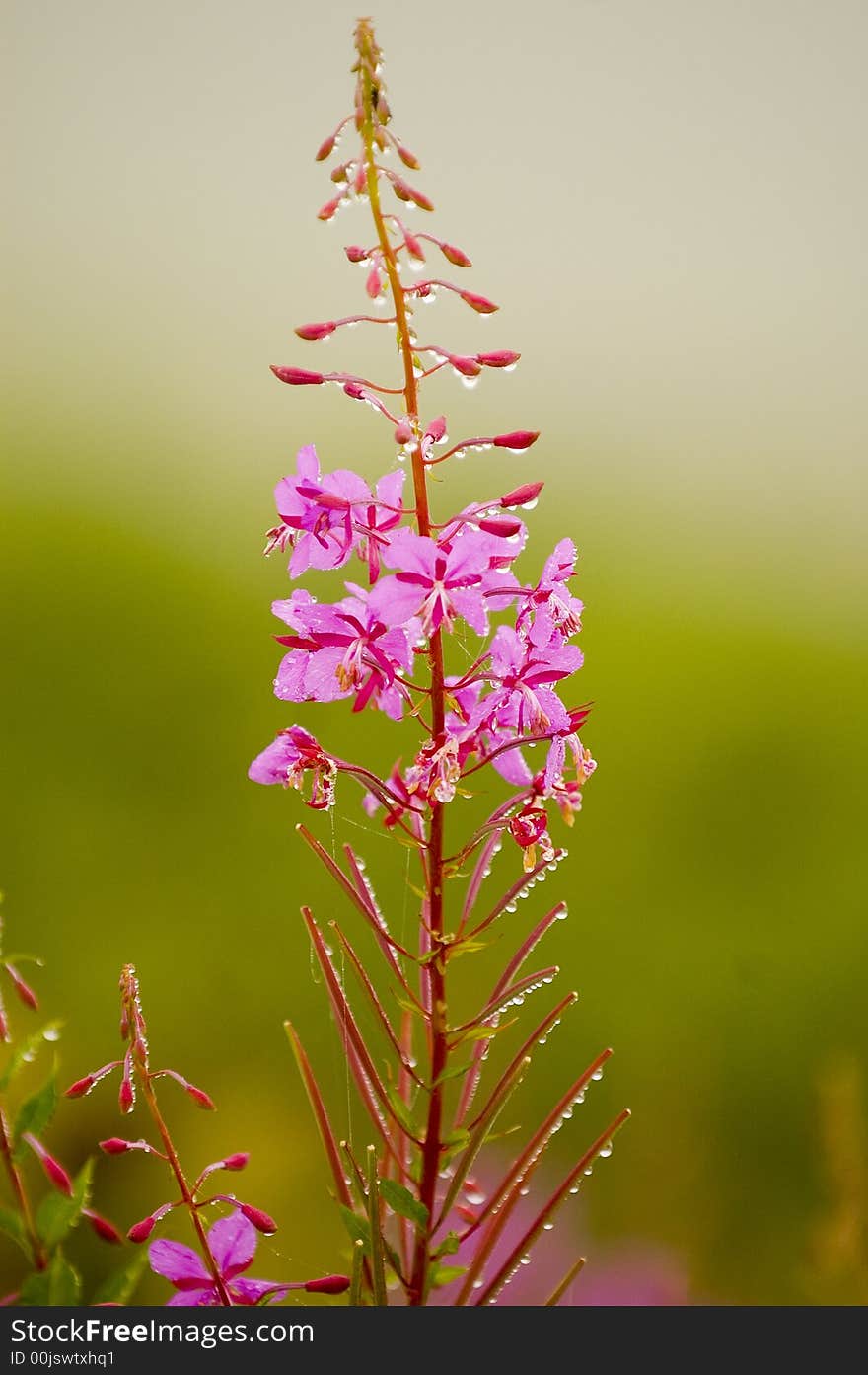 Flower in the Kachkar park in east Turkey