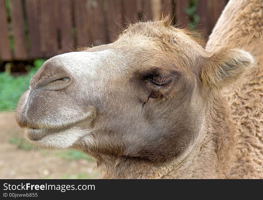 Portrait of nice bactrian camel. Portrait of nice bactrian camel