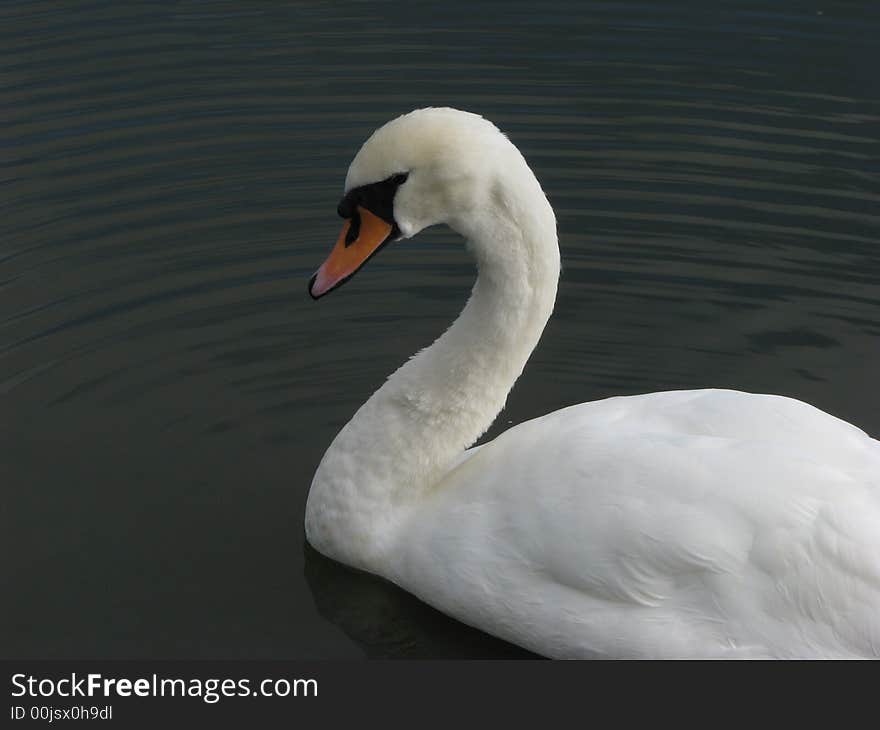 Beautiful swan