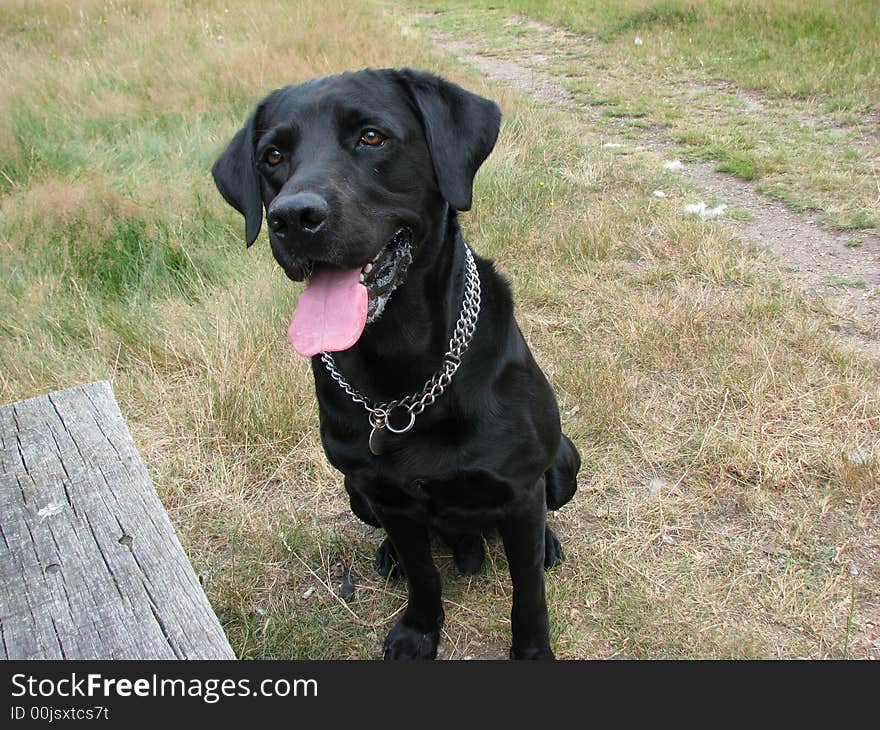 Dog Labrador Retriever