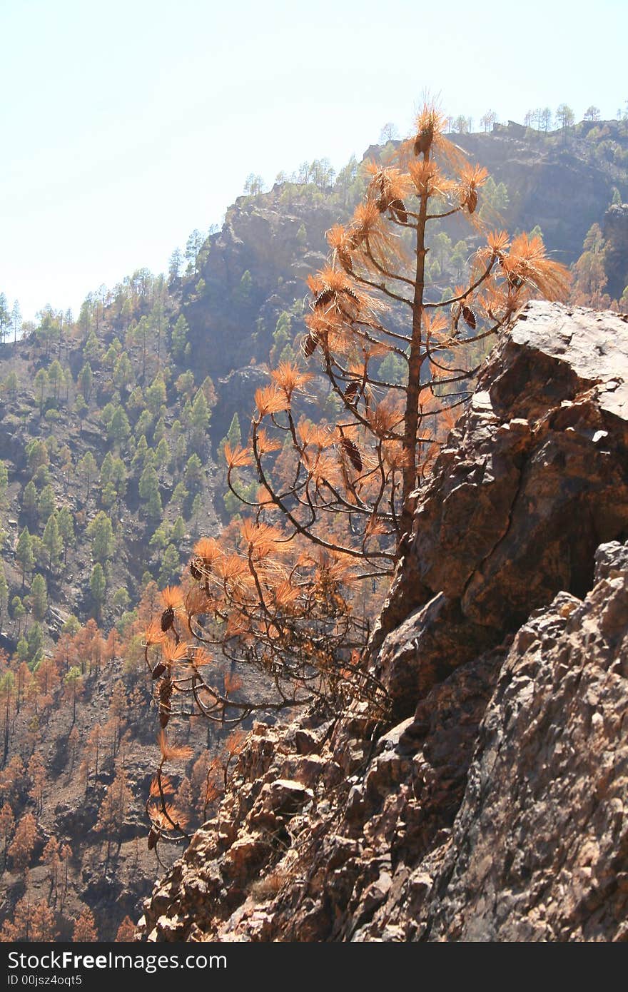 Burnt canary pine forest in Mogan, Canary Isles, canary pine is highly fire resistant. Burnt canary pine forest in Mogan, Canary Isles, canary pine is highly fire resistant