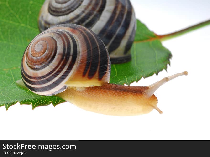 Snails on green leaf against white background