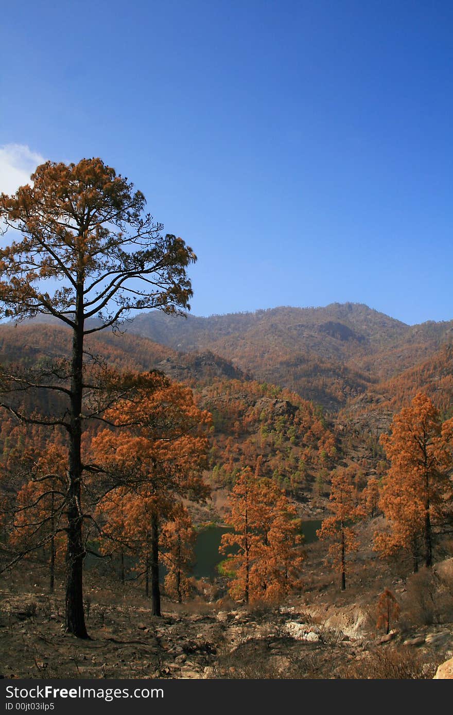 Burnt canary pine forest in Mogan, Canary Isles, canary pine is highly fire resistant. Burnt canary pine forest in Mogan, Canary Isles, canary pine is highly fire resistant