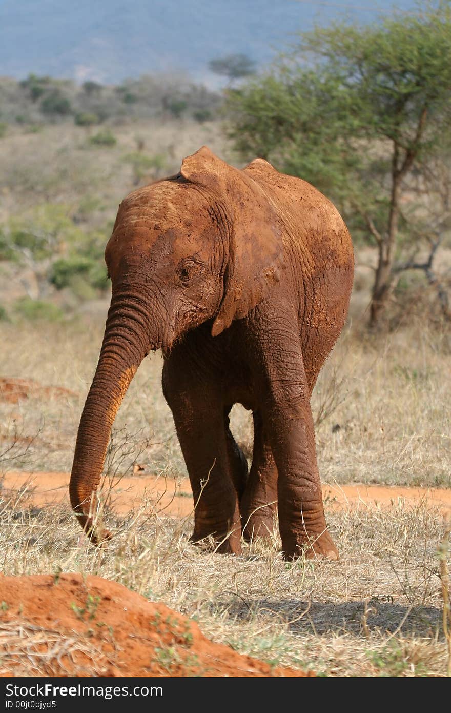 Elephant Calf