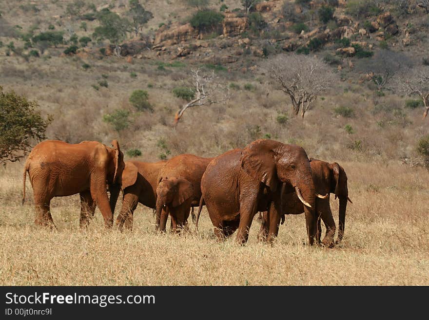 Elephant Herd