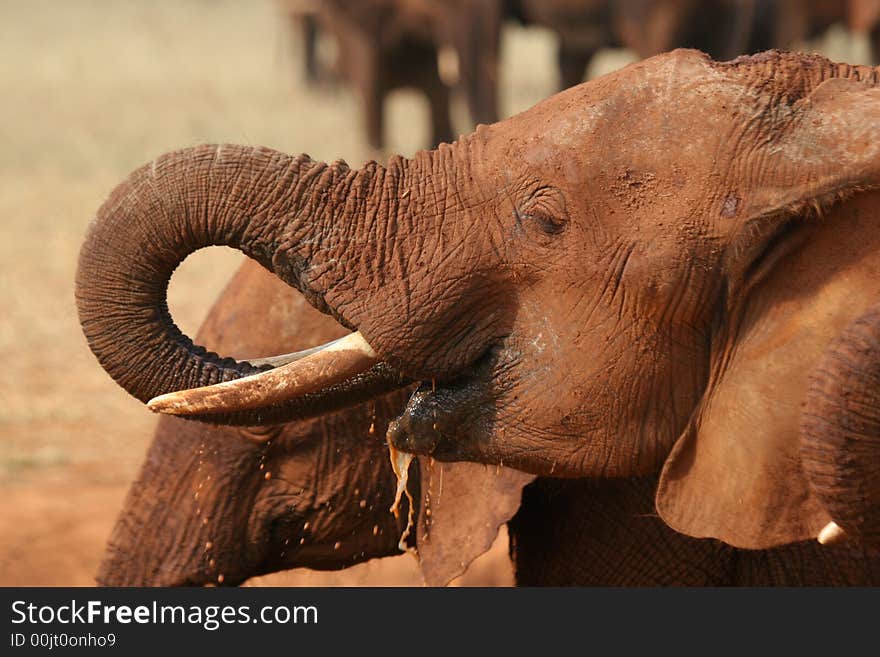 Elephant Drinking