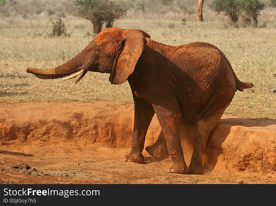 African elephant