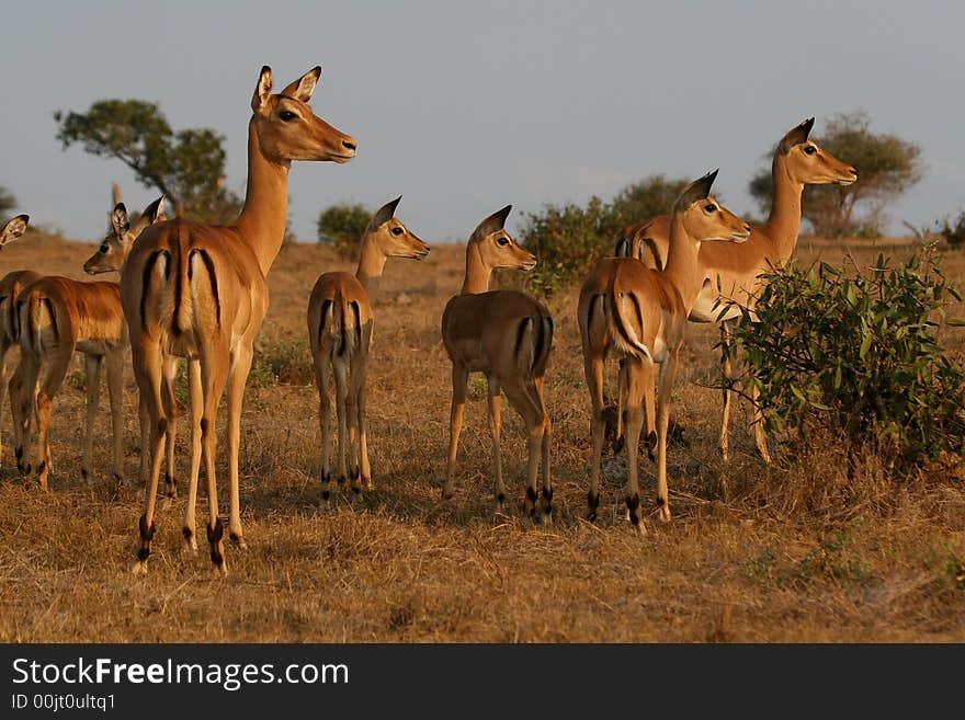 Impala Antelopes