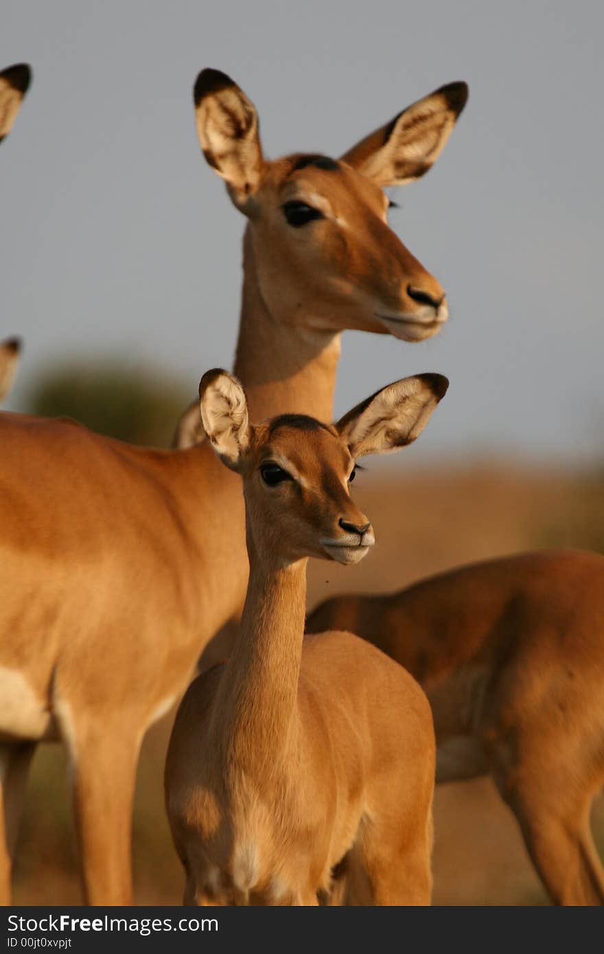 Impala Antelopes