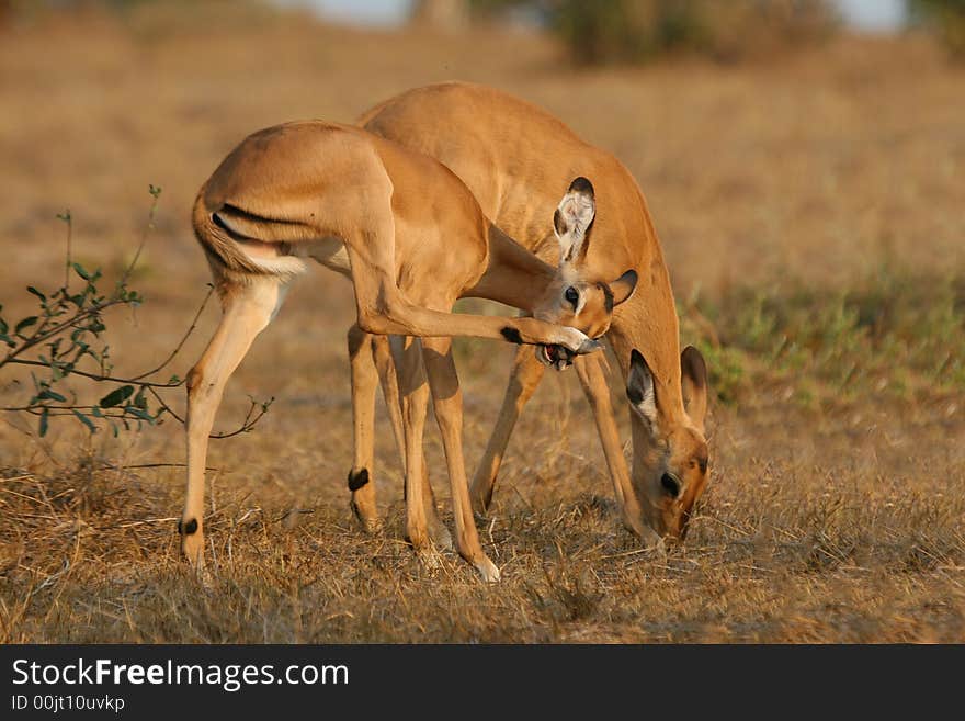 Impala Antelope Foals