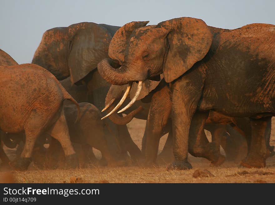 Herd of African elephants on the move in cloud of dust