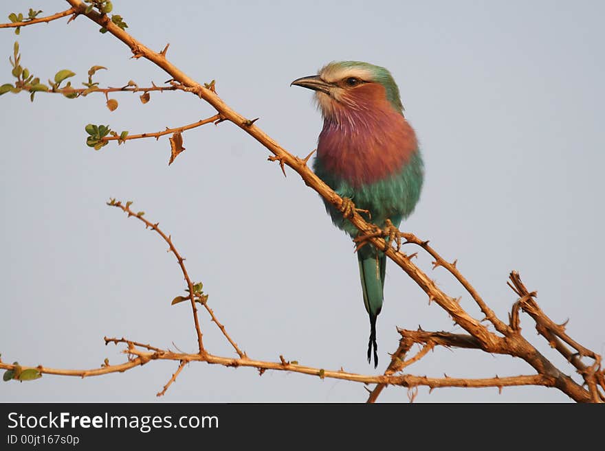 Lilac breasted Roller