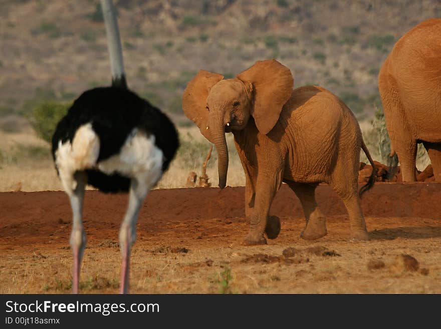 Elephant And Ostrich