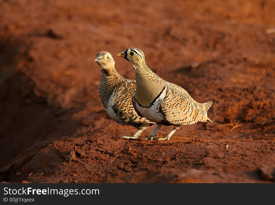 Pair of black-faced sandgrouse on red soil near water hole in Tsavo National Park, Kenya