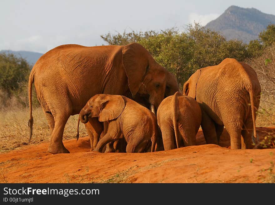 Elephant Family