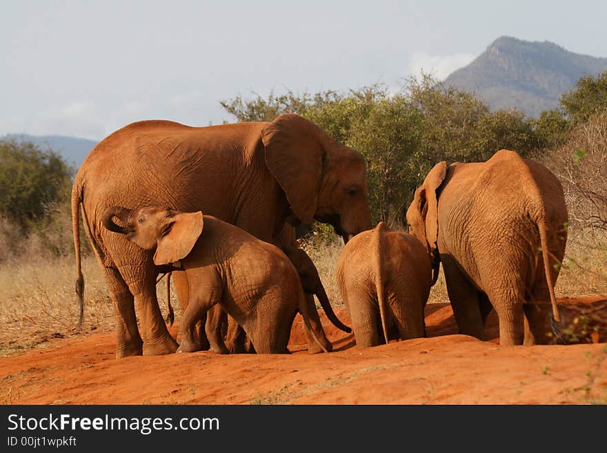 Elephant Family