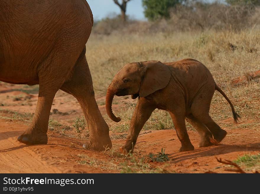 Elephant calf following behind mother. Elephant calf following behind mother