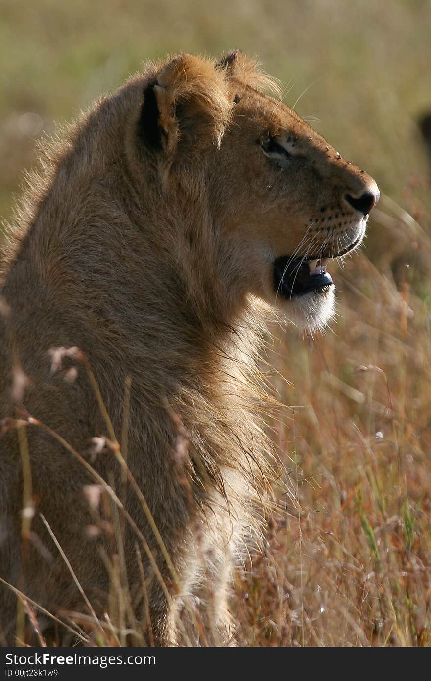 African lion