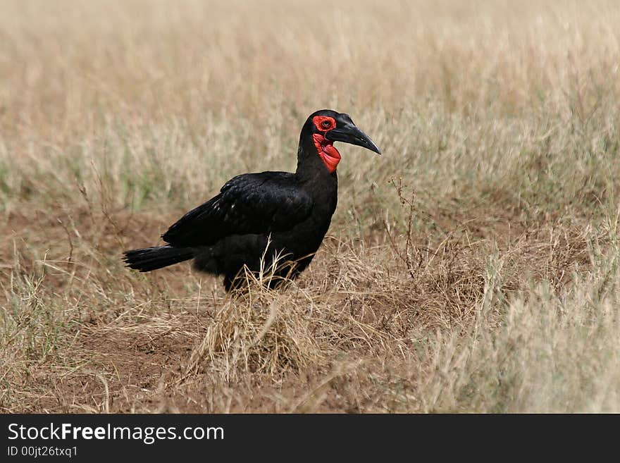 Ground hornbill walking through low grassland of masai mara in search of food