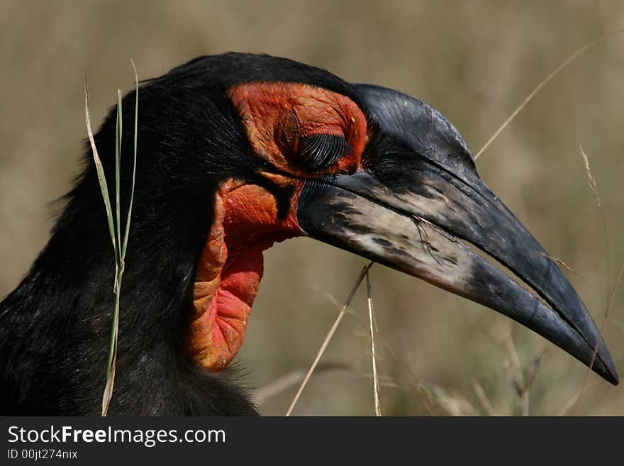 Portrait of ground hornbill watching out for food