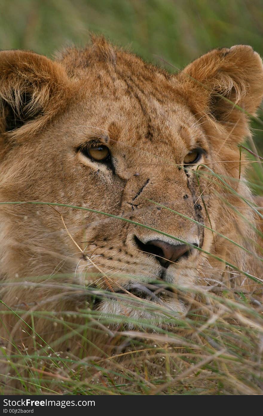 Portait of african lion resting in green grass