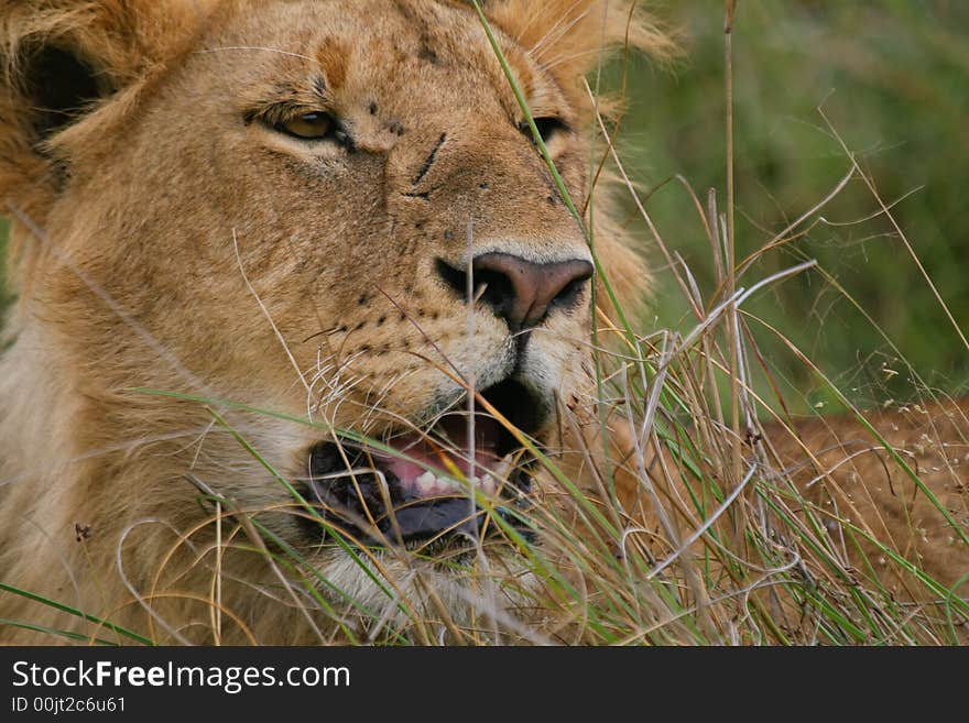 Portrait of African lion resting in green grass