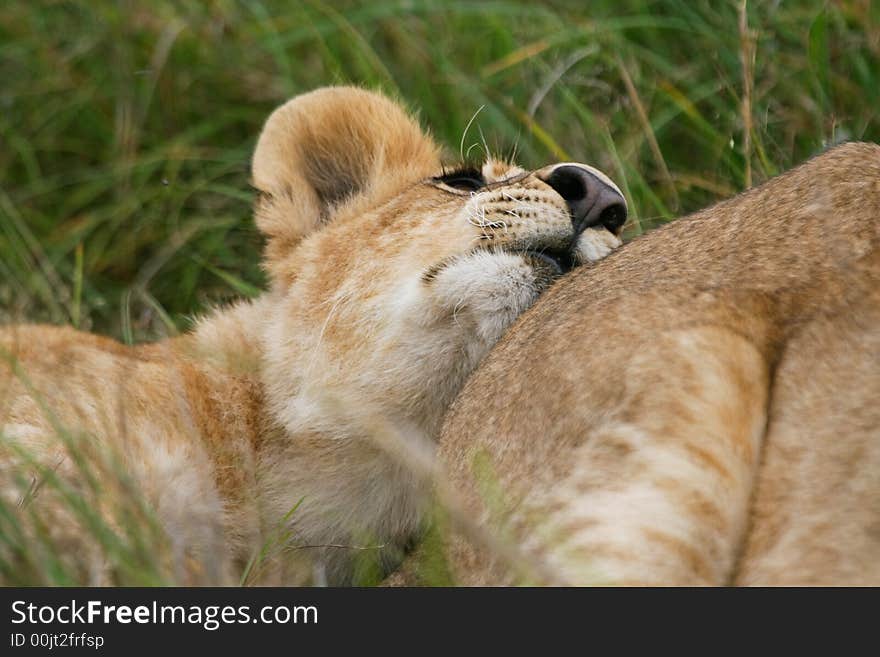 Lion cub