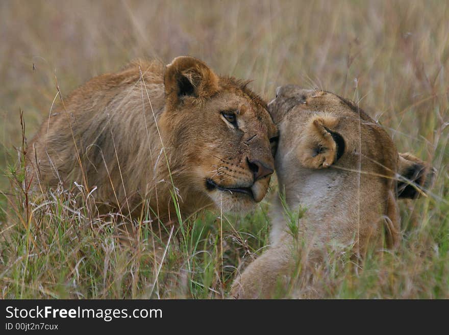 Lion cuddle