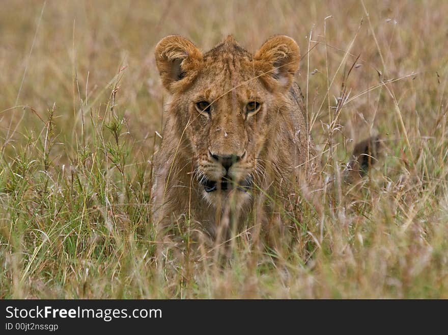 Lion approaching