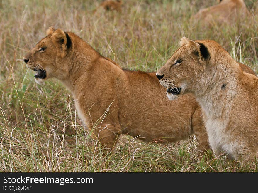 Lion cubs