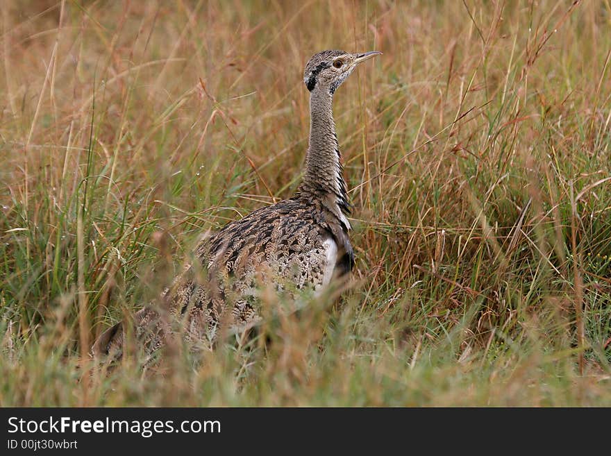 Black-bellied Bustard