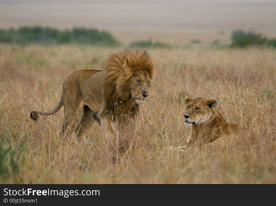 Lion Couple On Honeymoon