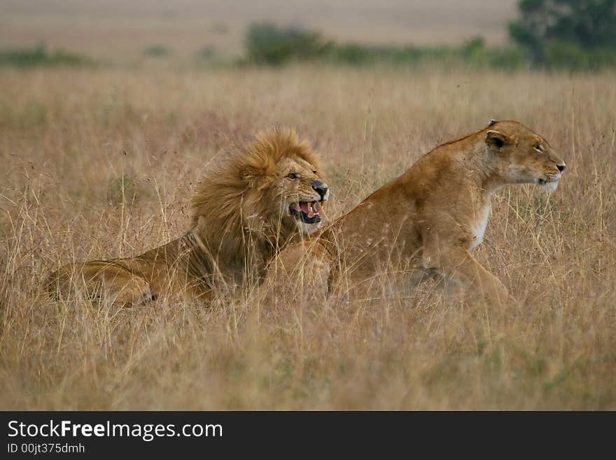 Lion couple