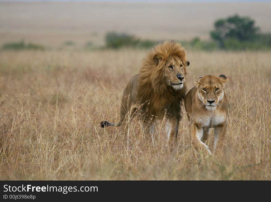 Lion Couple On Honeymoon