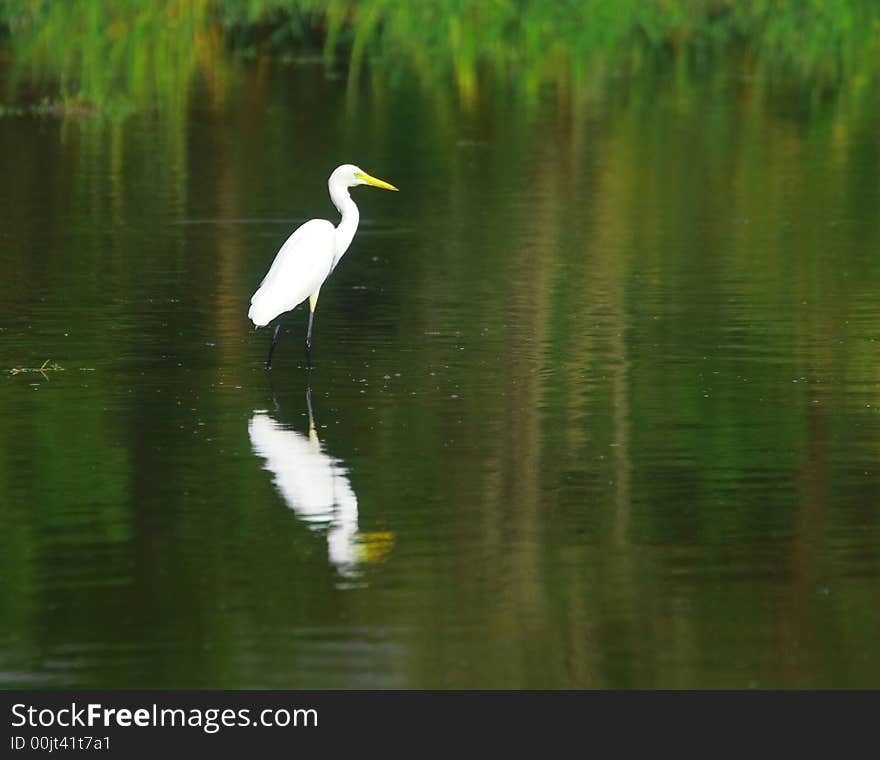 The Great Egret feeds in shallow water or drier habitats, spearing fish, frogs or insects with its long, sharp bill. It will often wait motionless for prey, or slowly stalk its victim. It is a conspicuous species, usually easily seen.