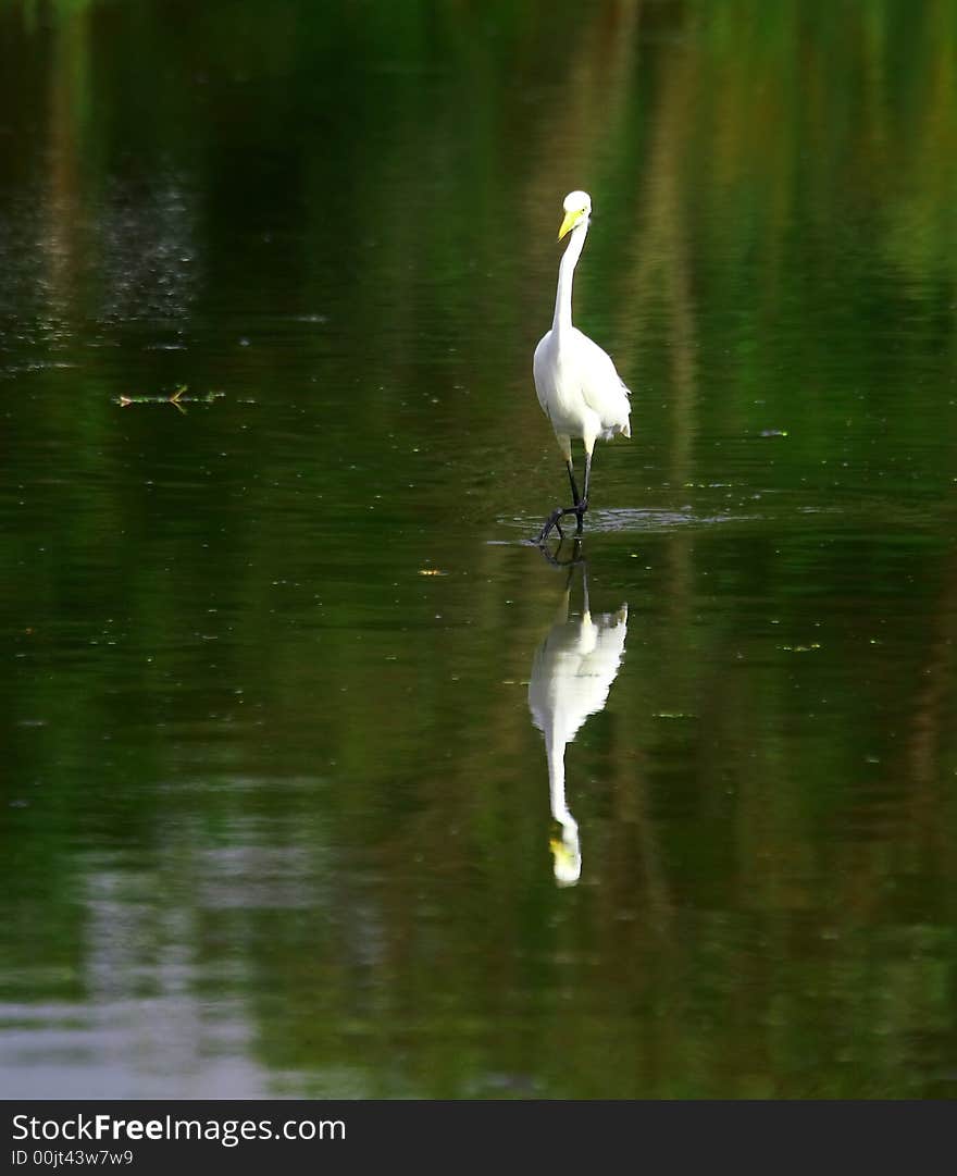 Egret