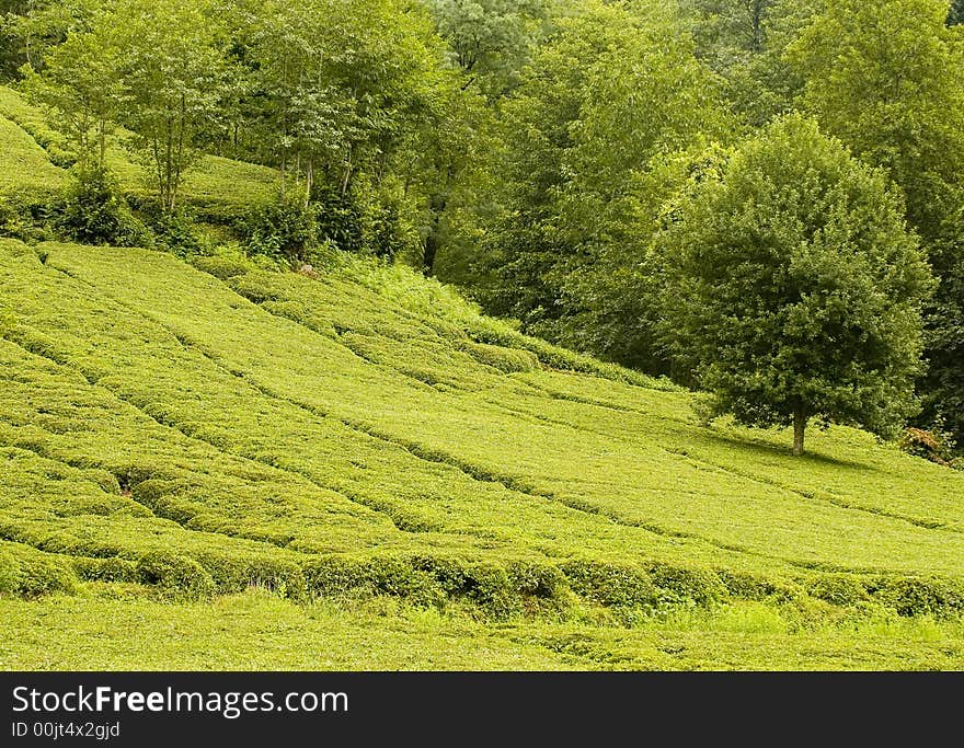 Tea plants