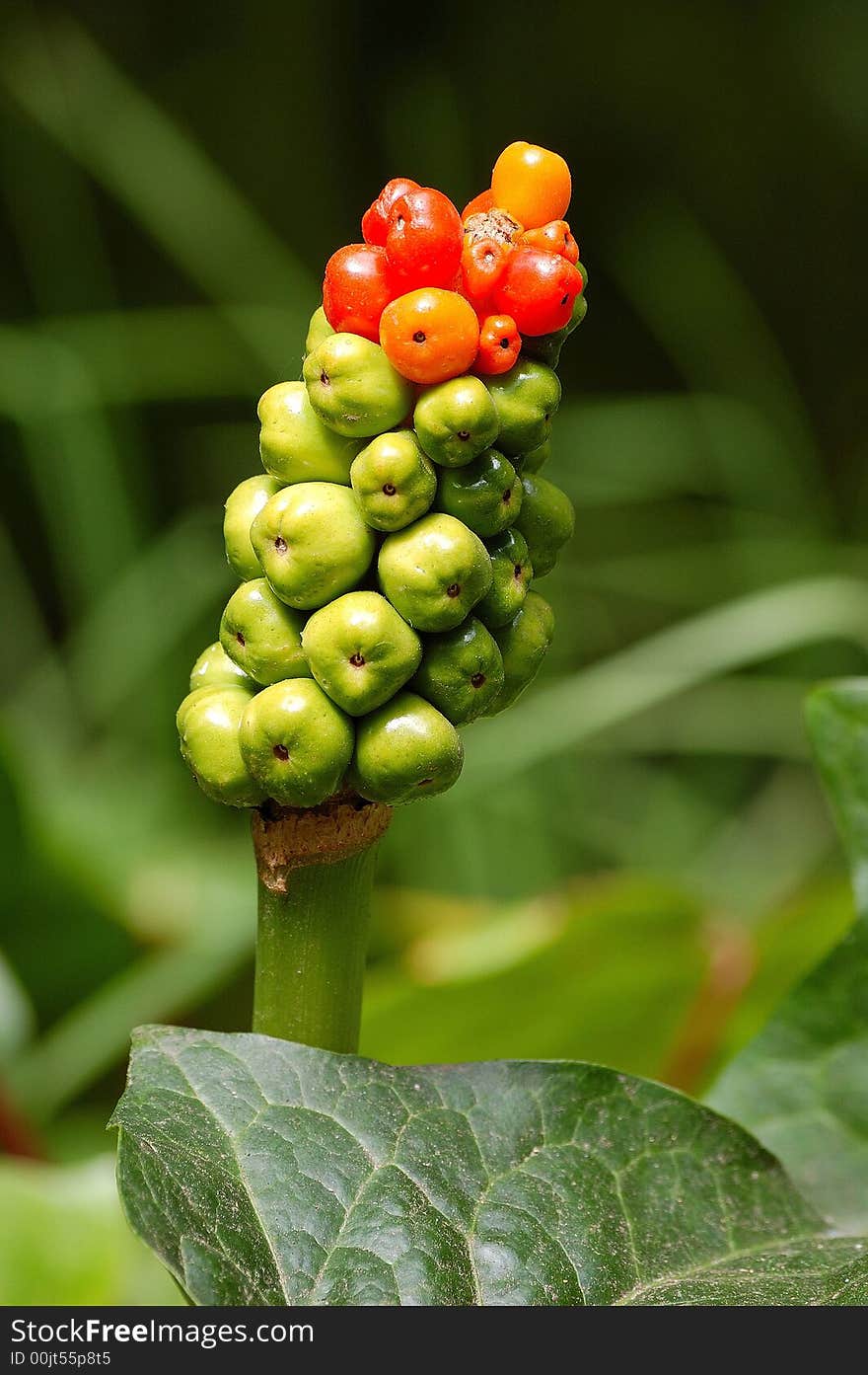 Beautiful exotic plant with red and green berries