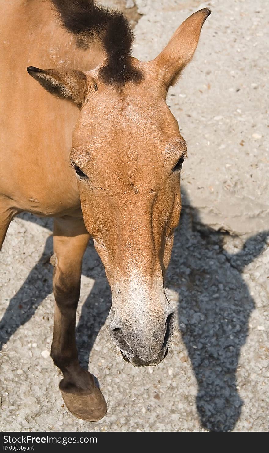 Portrait of wild mongolian horse. Portrait of wild mongolian horse